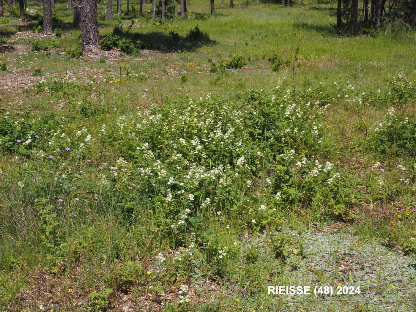 Bramble, (Whitish) plant